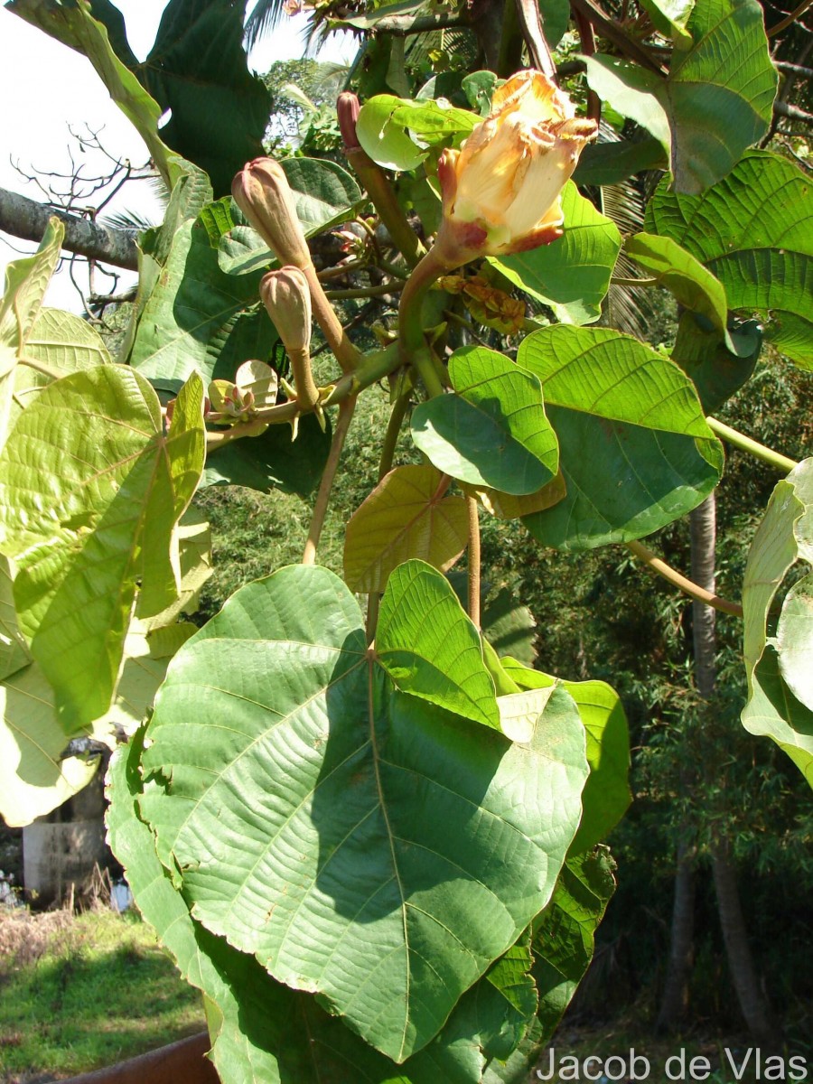 Swietenia macrophylla King